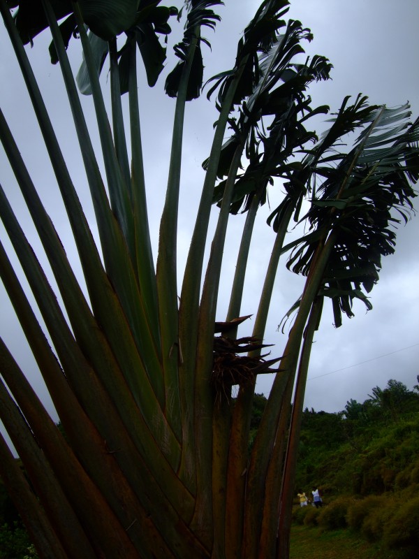 Mauritius 2010 - 0290 